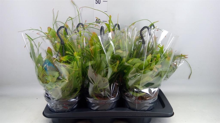 <h4>Pseudorhipsalis ramulosa</h4>
