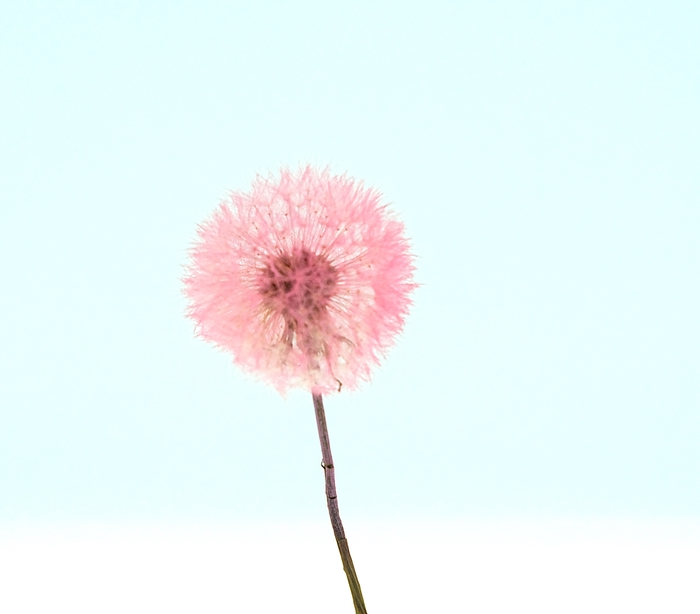 <h4>Dried Bleached Dandelion Regular Cerise</h4>