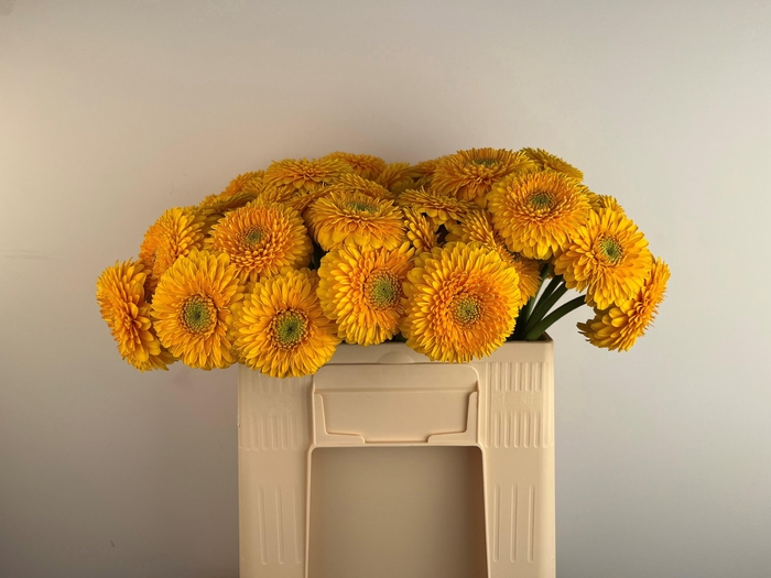 <h4>GE MB POM HONEYDEW</h4>