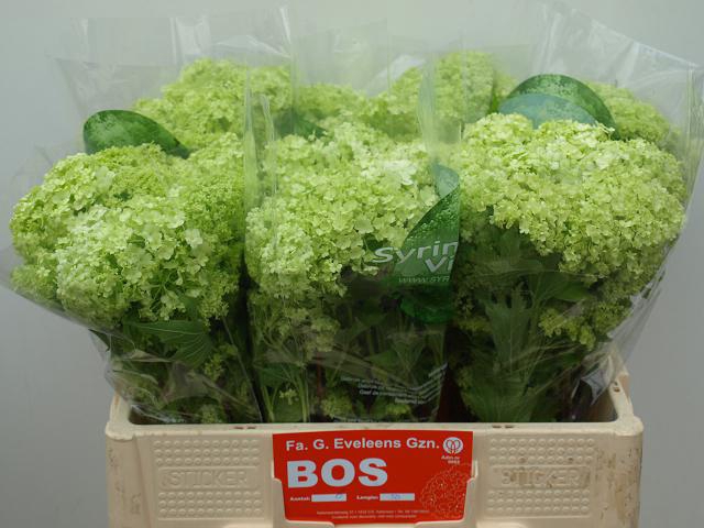 <h4>VIBURNUM ROSEUM BOS</h4>