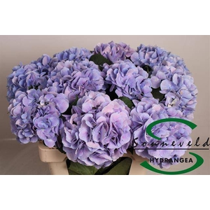 HYDR M CH MARSEPE BL