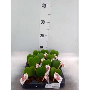 Hoya kerrii