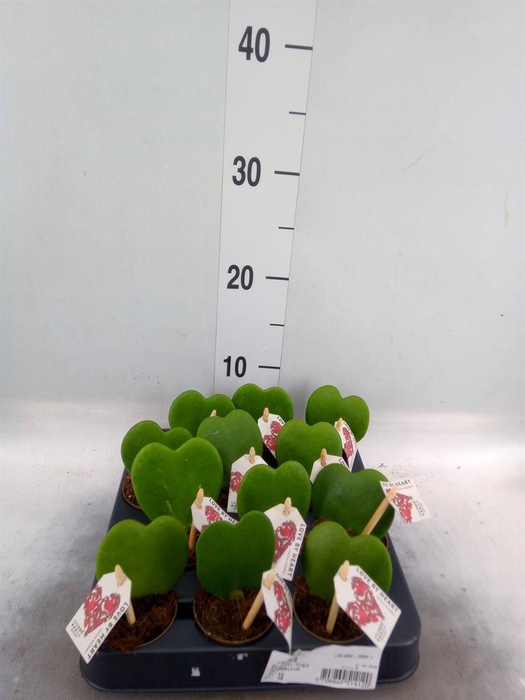 <h4>Hoya kerrii</h4>