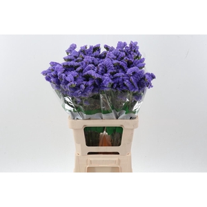 Lim S Marina Violet Fu