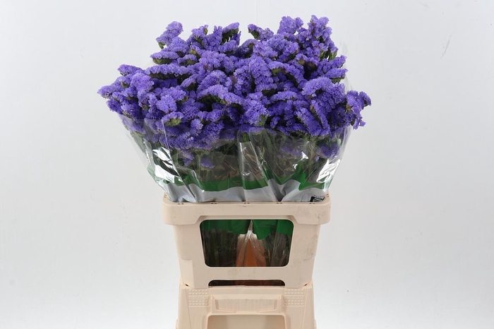 <h4>Lim S Marina Violet Fu</h4>