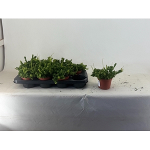 RHIPSALIS MESEMBRYAN