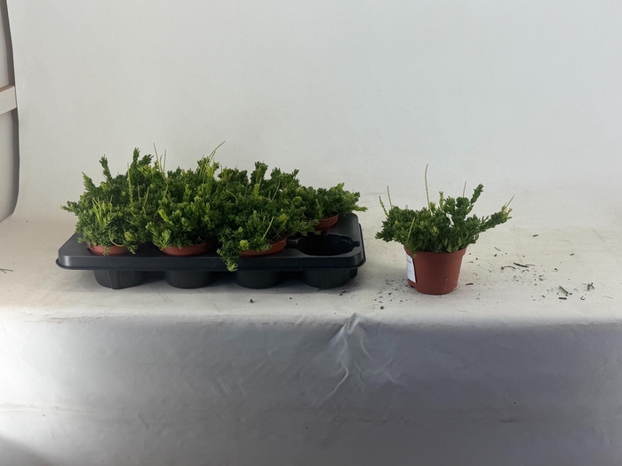 <h4>RHIPSALIS MESEMBRYAN</h4>