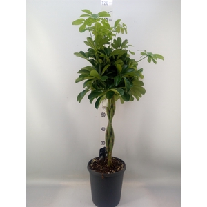 Schefflera arbor. 'Compacta'