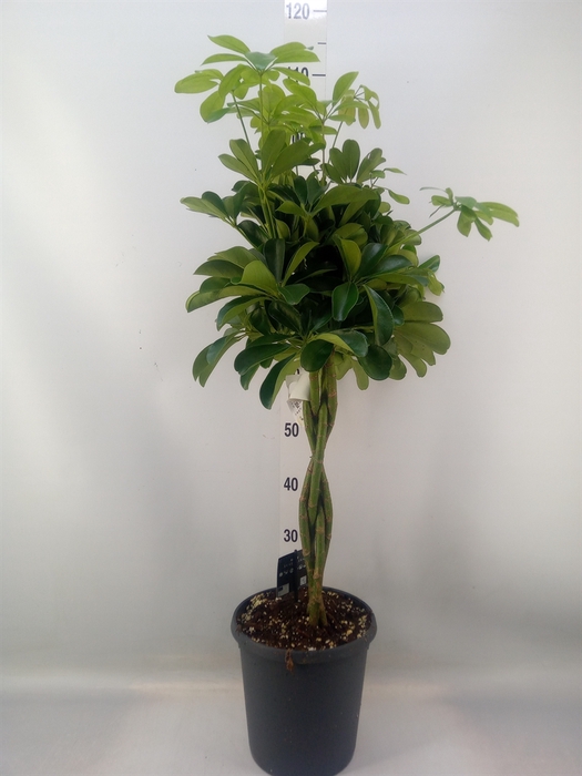 <h4>Schefflera arbor. 'Compacta'</h4>