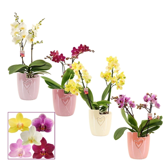 <h4>Phalaenopsis multiflora 2 tak mix in Joa (Special moods-collect)</h4>