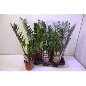 arr8 Zamio Zamiifolia