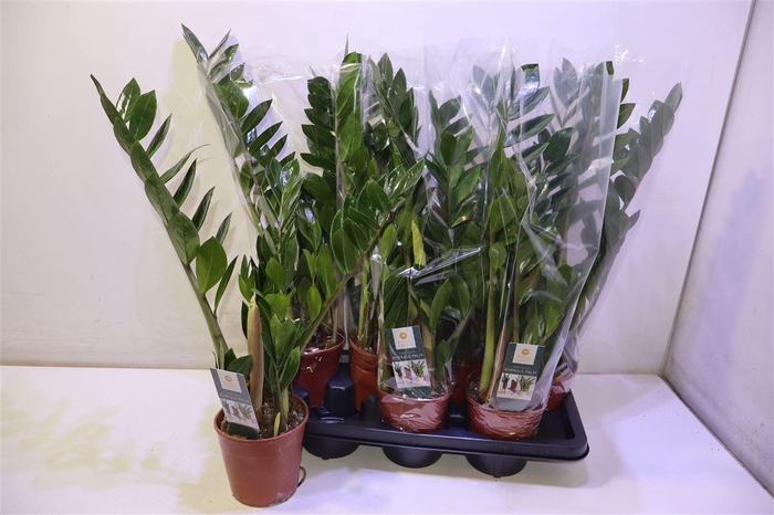 <h4>arr8 Zamio Zamiifolia</h4>