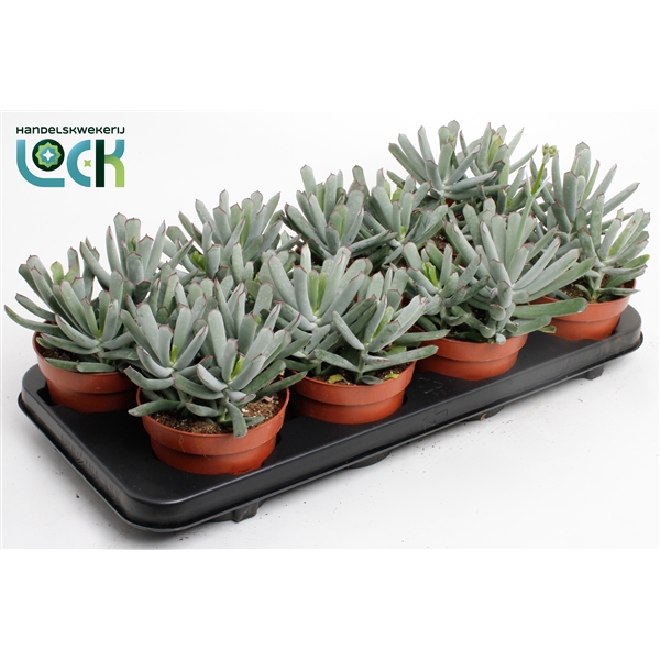 <h4>Cotyledon Octopus</h4>