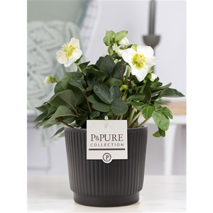 Helleborus n. Christmas Carol in Pure Liv mat zwart keramiek