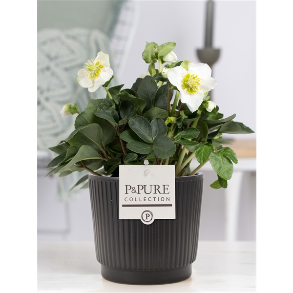 <h4>Helleborus n. Christmas Carol in Pure Liv mat zwart keramiek</h4>