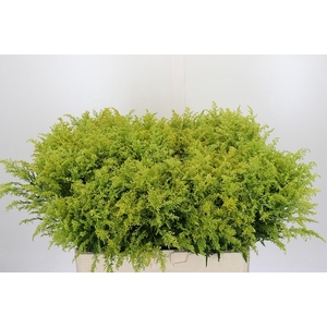 Solidago Tara Gold