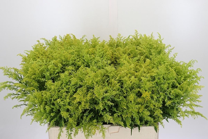 <h4>Solidago Tara Gold</h4>