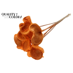 Badam On Stem Bleached Orange