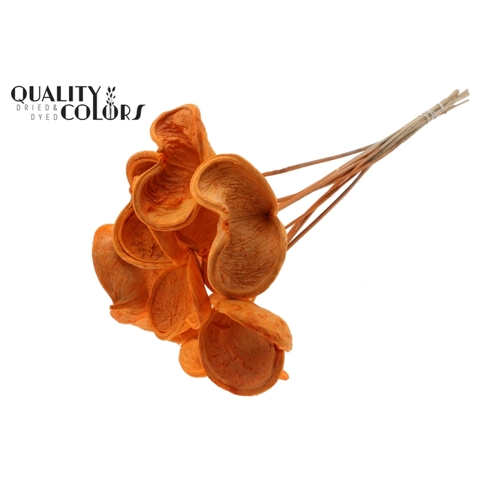 <h4>Badam on stem Intense Orange</h4>