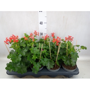 Pelargonium pelt. 'Balkon Rood'