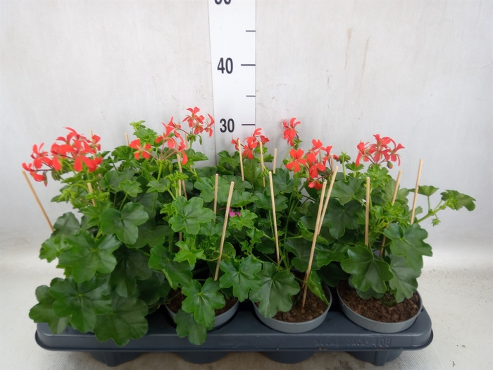 <h4>Pelargonium pelt. 'Balkon Rood'</h4>