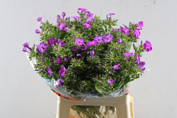 <h4>Phlox P Sky Eyes (purple)</h4>