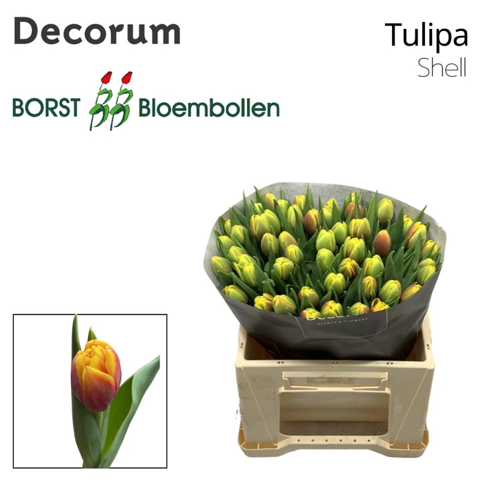 <h4>TU DU SHELL</h4>