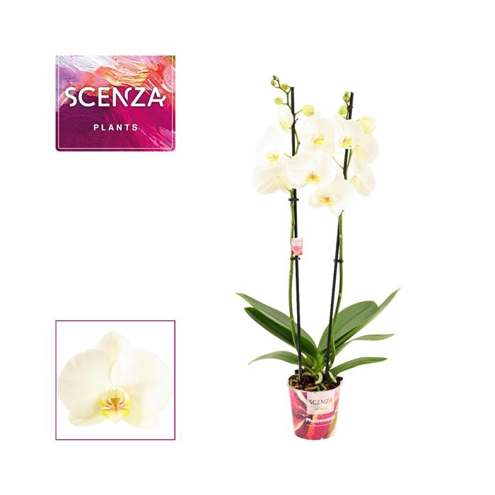 <h4>Phalaenopsis 2 tak 14+ wit (Scenza)</h4>
