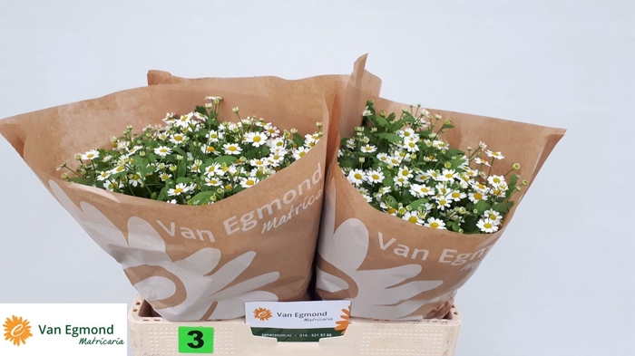 <h4>TANA PA CAMERON</h4>