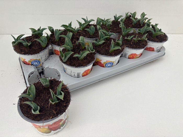 <h4>TUL DU FLAMING BABY</h4>