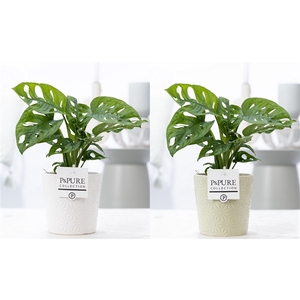 Monstera Adansonii in P&PURE Juliette cer. ass.2