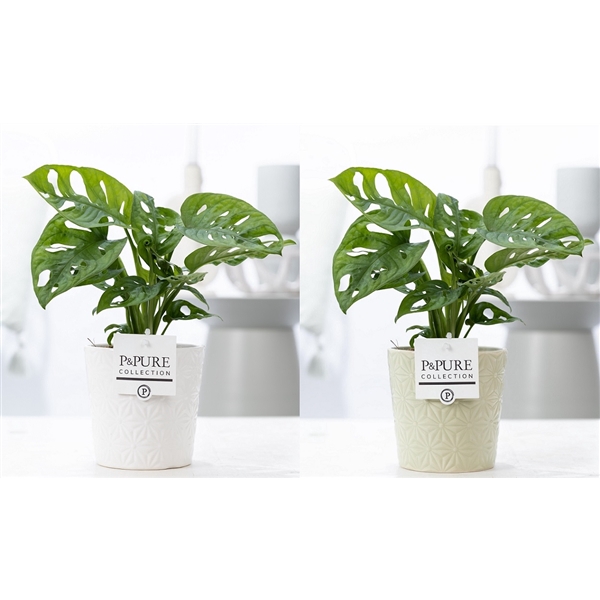 <h4>Monstera Adansonii in P&PURE Juliette cer. ass.2</h4>