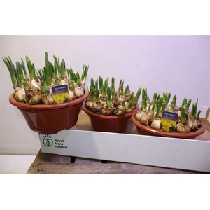 arr8 Narc O Tete A Tete