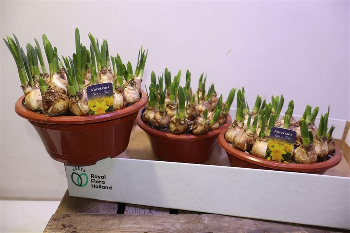 <h4>Narc O Tete A Tete</h4>