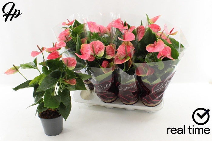 <h4>ANTHU AN SWEET DREAM</h4>