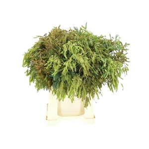 Mimosa Boon