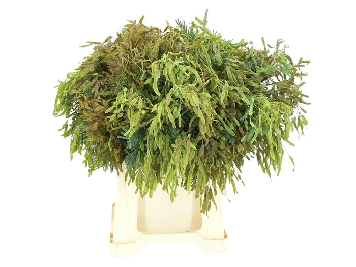 <h4>Mimosa Boon</h4>