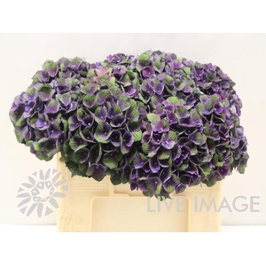 Hydrangea mag charlotte blue