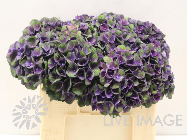 <h4>Hydrangea mag charlotte blue</h4>
