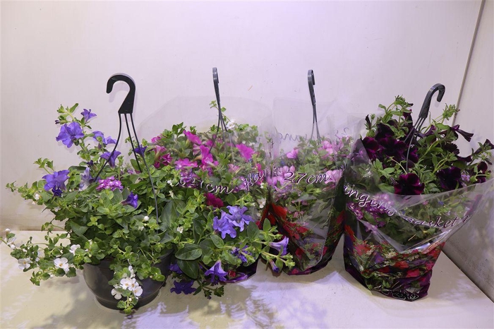 <h4>arr8 Hanging Baskets</h4>