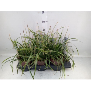 Carex morrowii 'Ice Dance'