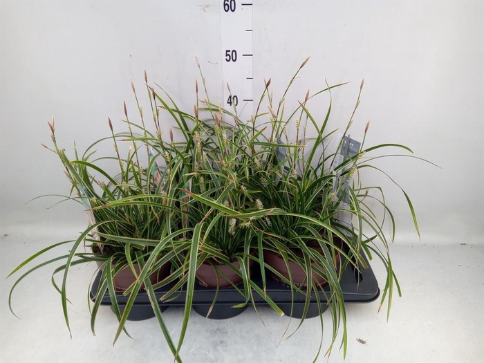 <h4>Carex morrowii 'Ice Dance'</h4>