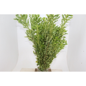 FOLHAGEM PITOSPORO VARIEGATA AMARELO