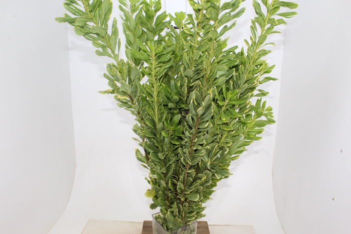 FOLHAGEM PITOSPORO VARIEGATA AMARELO