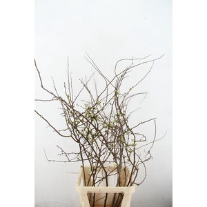 CHAENOMELIS SUPERBA WHITE EXTRA 100CM