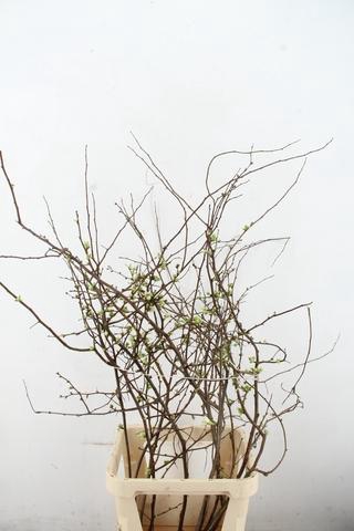 <h4>CHAENOMELIS SUPERBA WHITE EXTRA 100CM</h4>