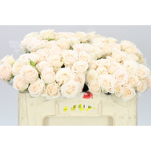Rosa Tr Sofie