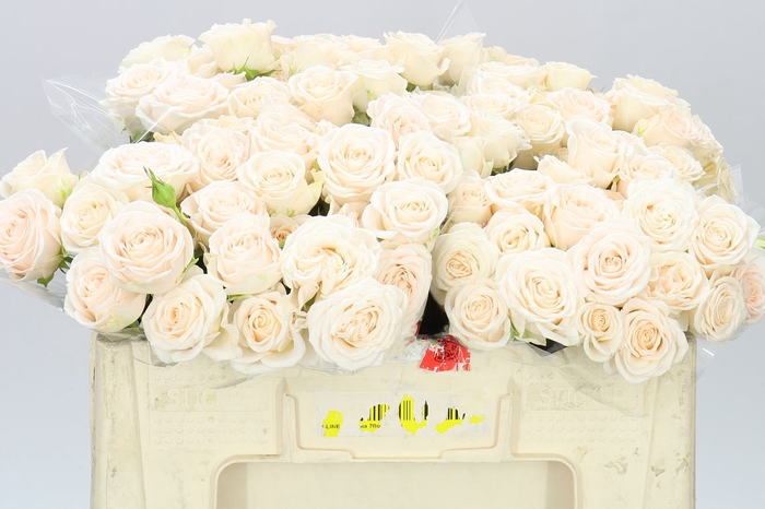 <h4>Rosa Tr Sofie</h4>