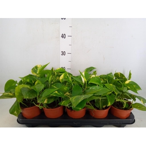 Epipremnum pinn. 'Aureum'