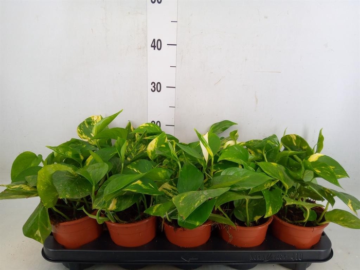 <h4>Epipremnum pinn. 'Aureum'</h4>